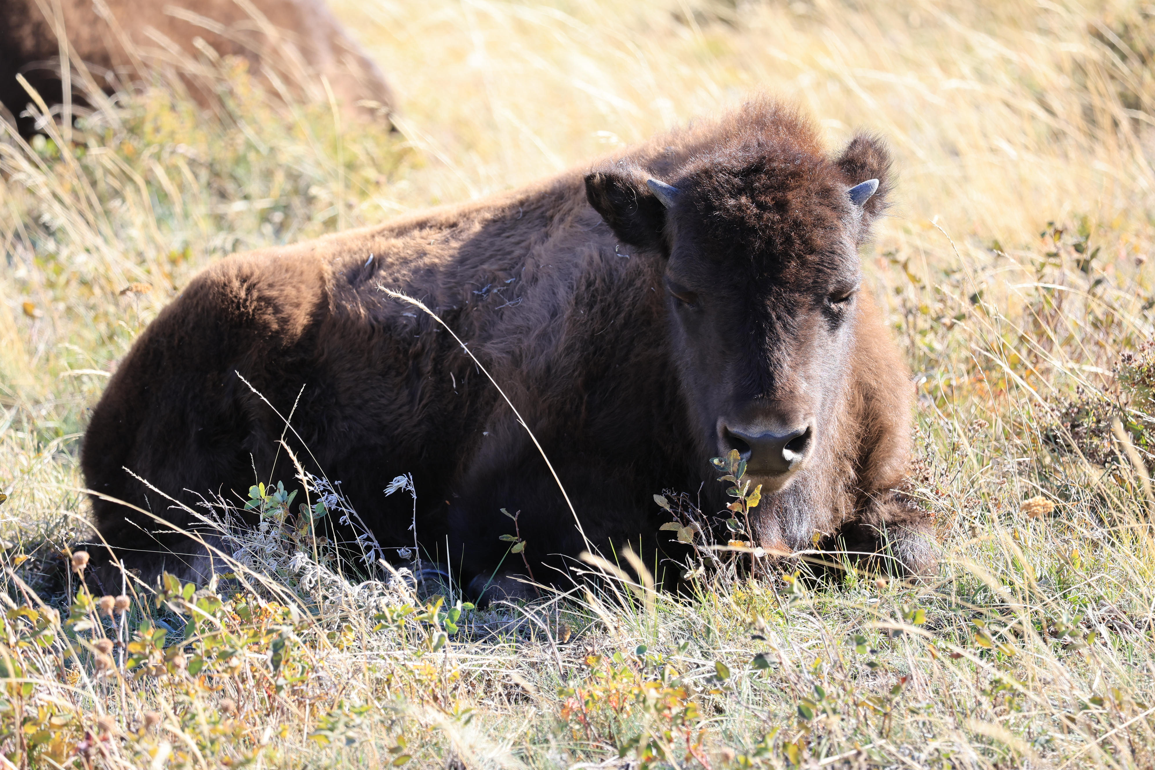 Bison Paddok
